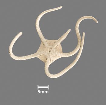 Media type: image;   Invertebrate Zoology OPH-155 Aspect: ventral